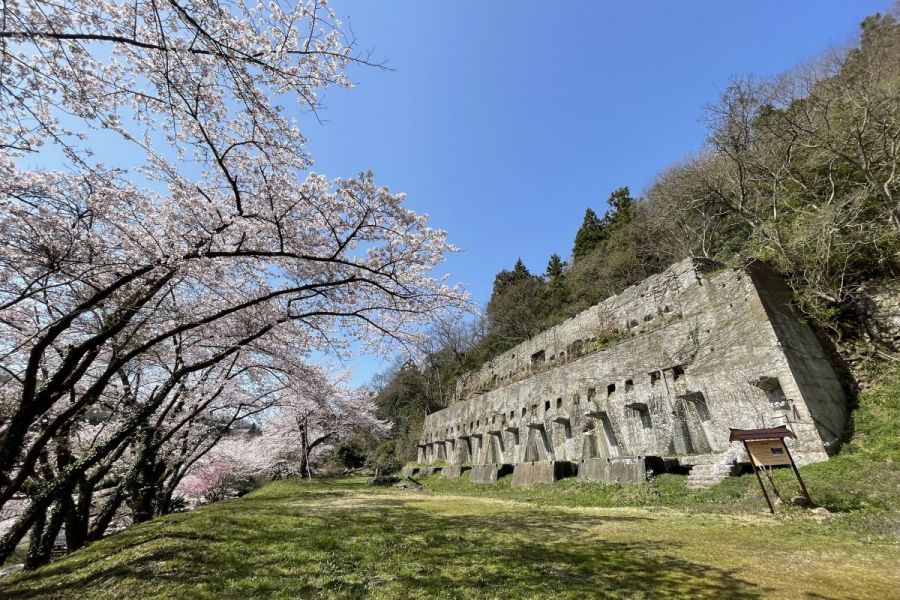 佐渡金山桜並木ライトアップ