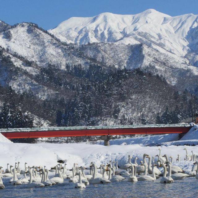 白鳥の郷公苑