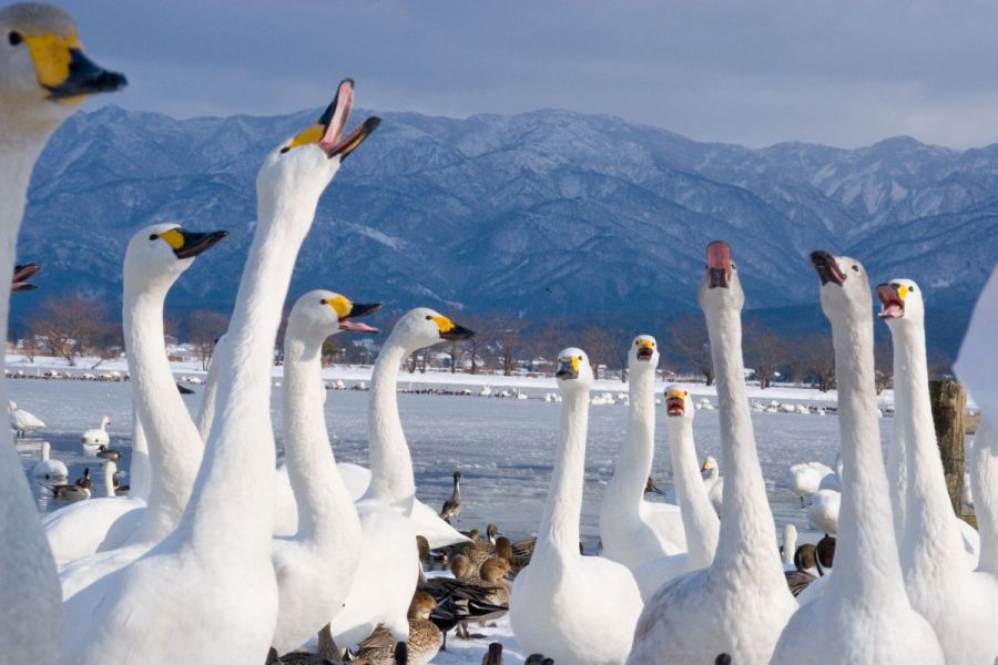 白鳥を身近にみられる全国有数の飛来地