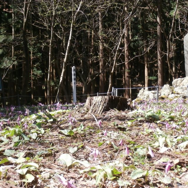 天神山武者溜り【カタクリ】