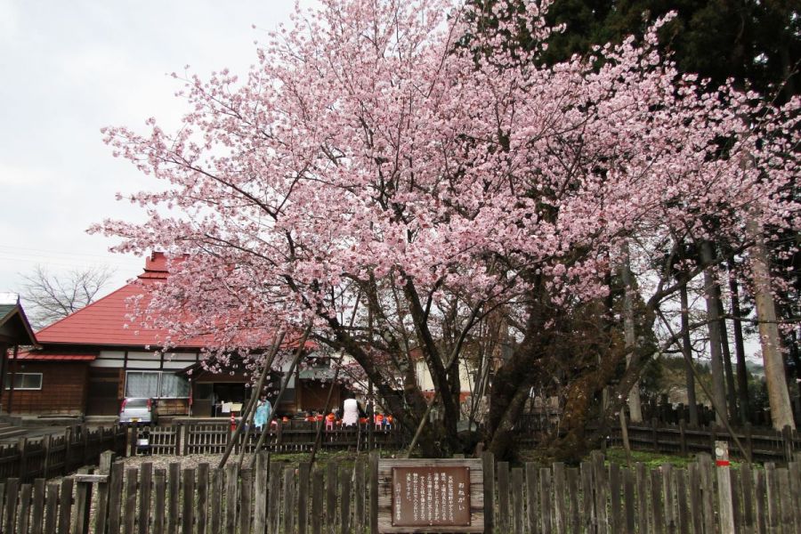 極楽寺野中ザクラ