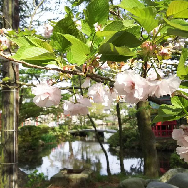 乙宝寺のきのとざくら