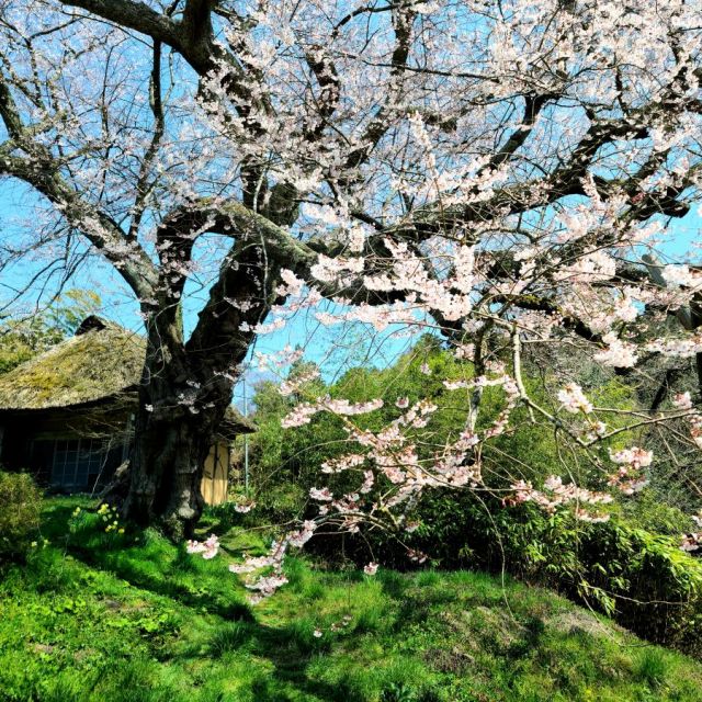 法乗坊の種蒔き桜
