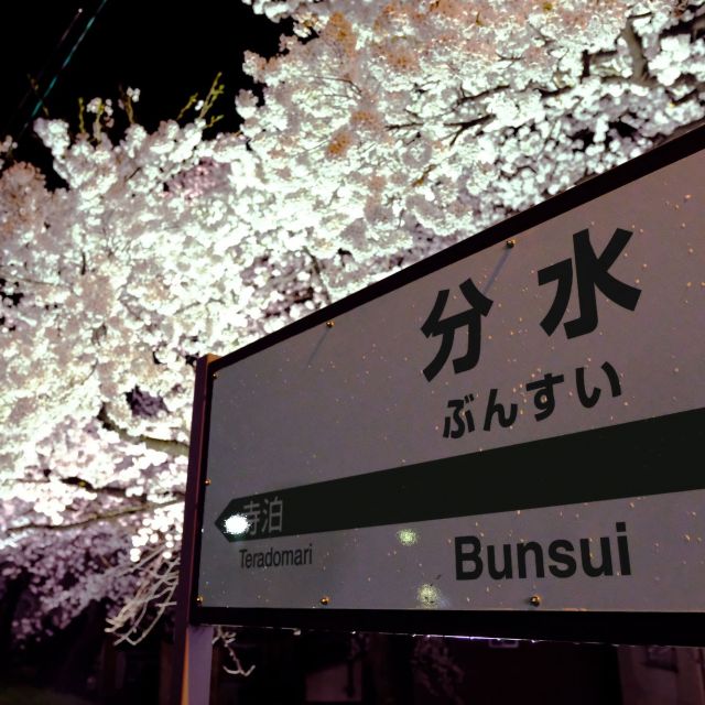 つばめ桜まつり