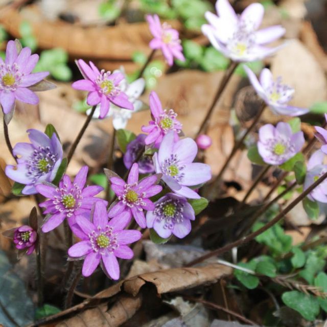 県庁の森