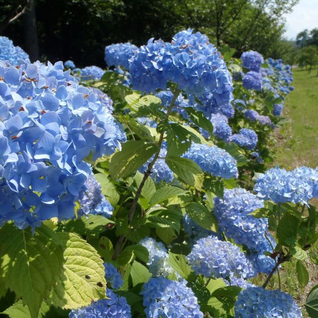 美山公園