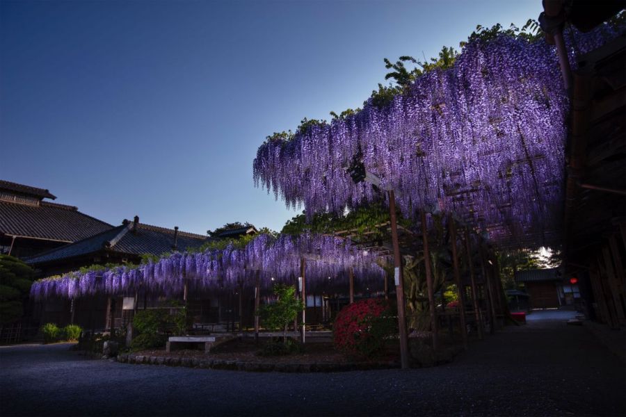 北方文化博物館 大藤棚ライトアップ 新潟のイベント 公式 新潟県のおすすめ観光 旅行情報 にいがた観光ナビ