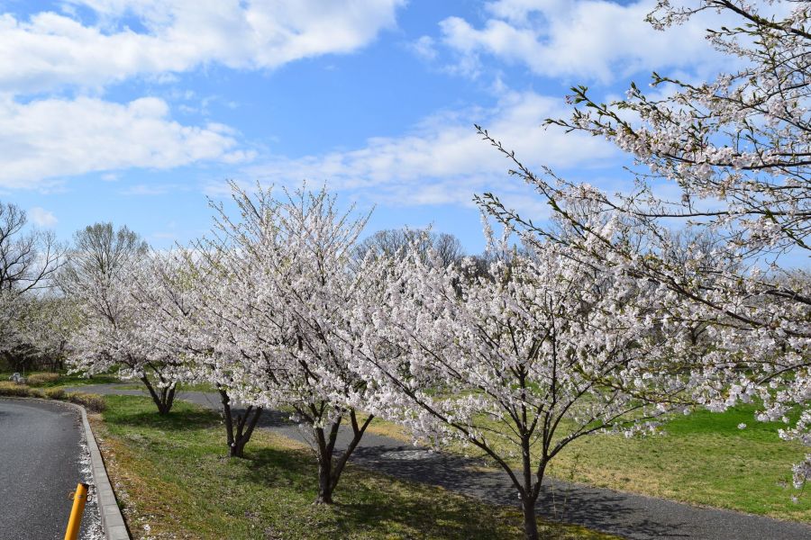 赤川霞堤公園