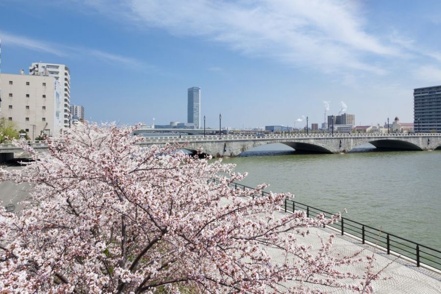 満開の桜と共に