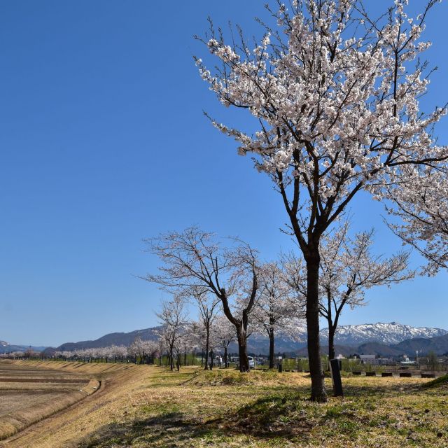魚野川桜づつみ