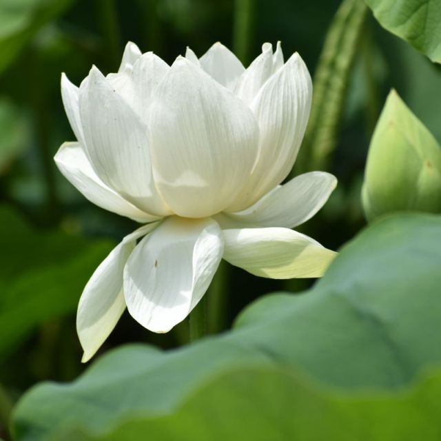 乙宝寺【ハスの花】