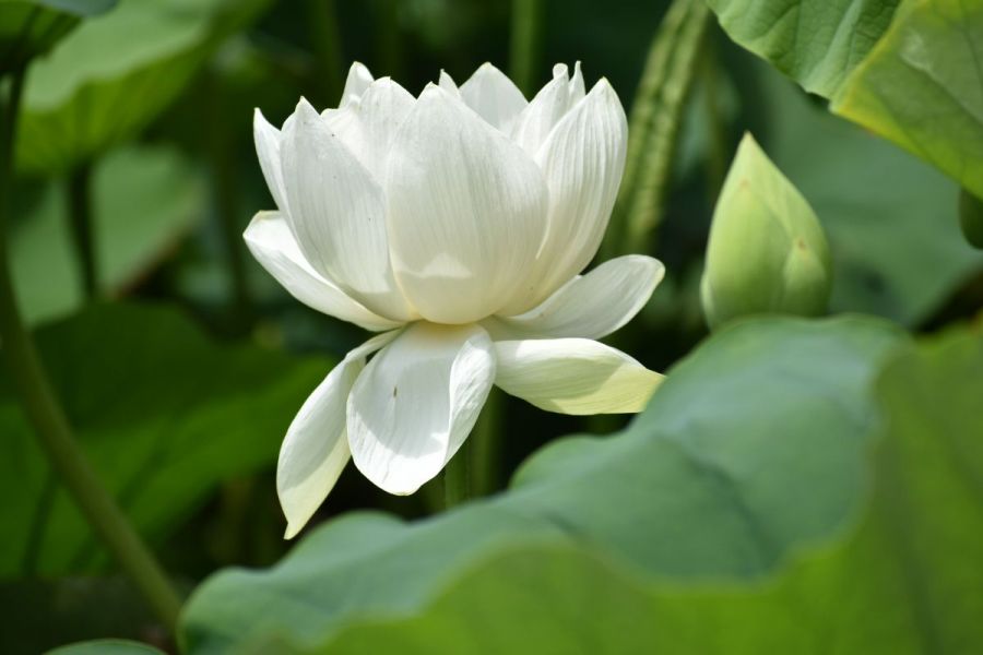 乙宝寺 ハスの花 公式 新潟県のおすすめ観光 旅行情報 にいがた観光ナビ