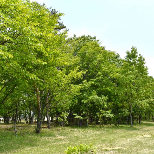 胎内市キャンプ場　牧場の一角にある松原ステーブルス