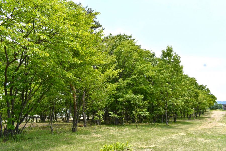 胎内市キャンプ場　牧場の一角にある松原ステーブルス