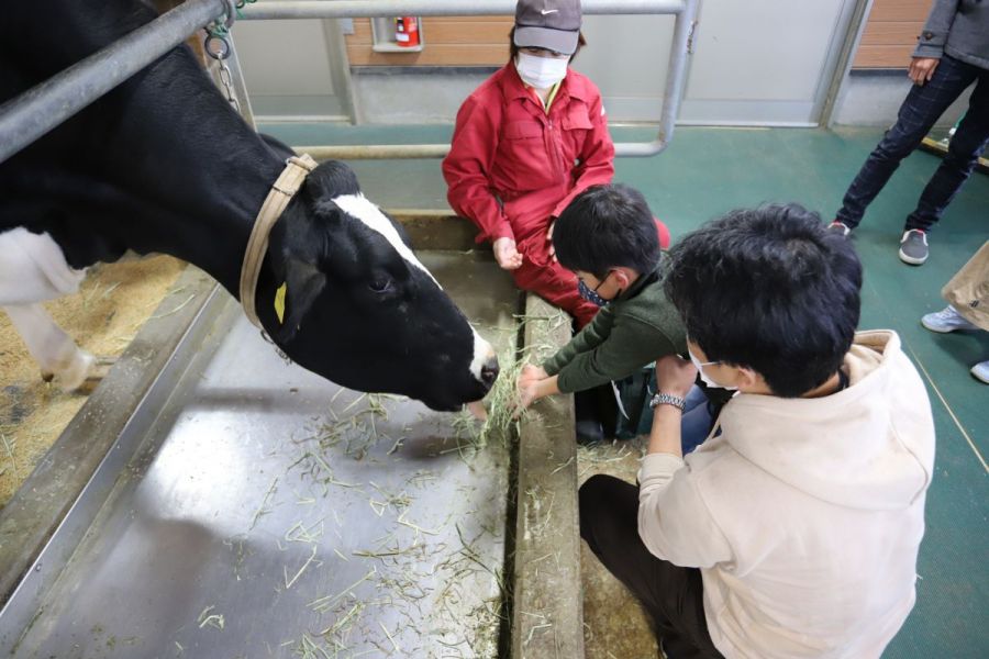 牛餌やり