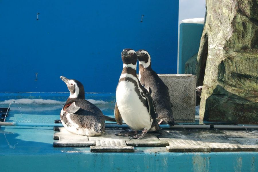 寺泊水族博物館 新潟の観光スポット 公式 新潟県のおすすめ観光 旅行情報 にいがた観光ナビ