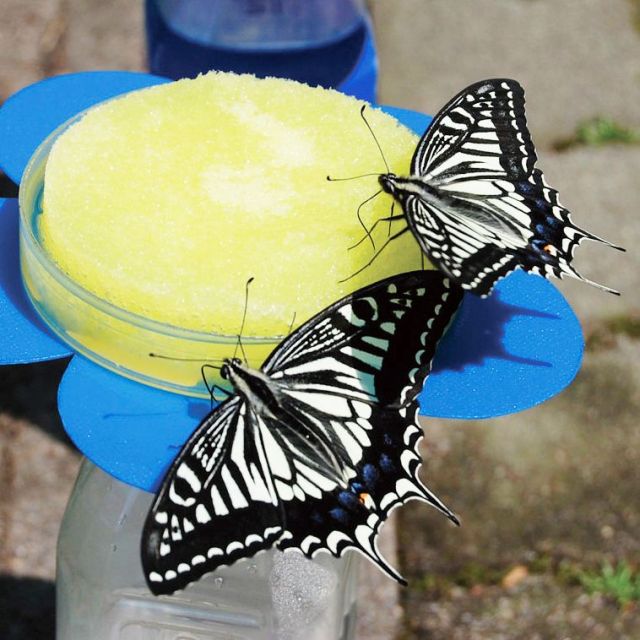 胎内昆虫の家　チョウのエサやり体験