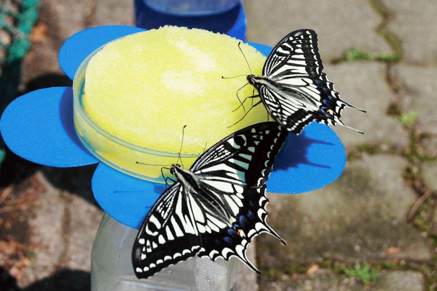 胎内昆虫の家　チョウのエサやり体験