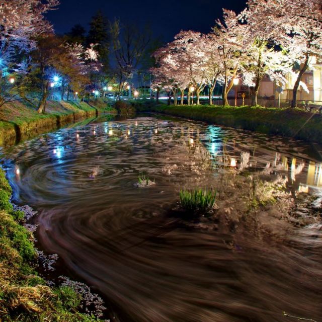船岡公園ぼんぼり点灯・桜ライトアップ
