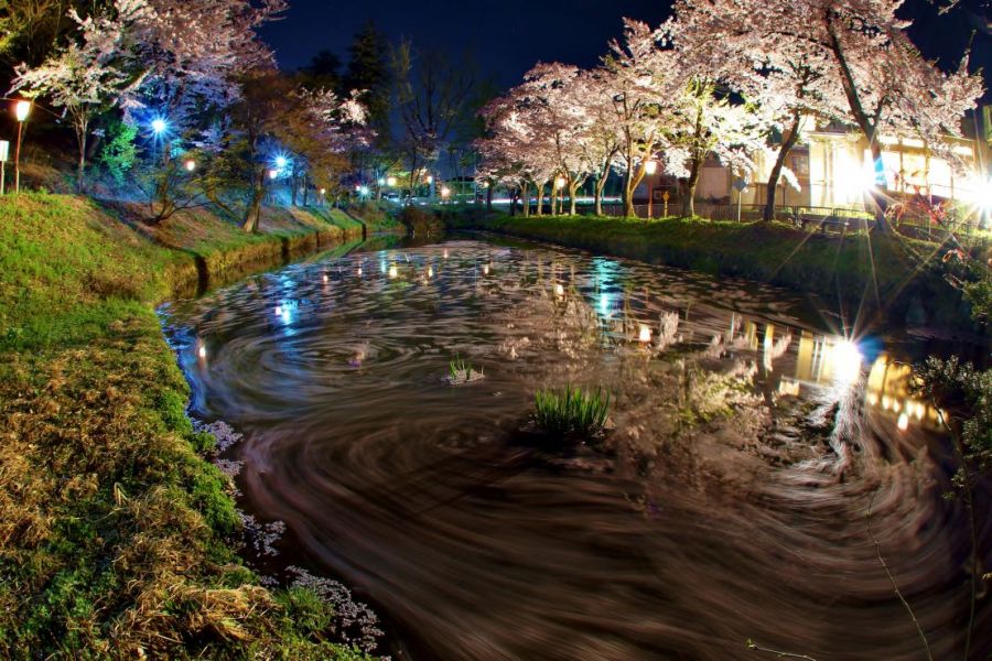 船岡公園ぼんぼり点灯・桜ライトアップ