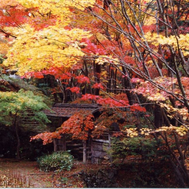 赤坂山紅葉Café