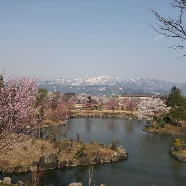 銭淵公園 観桜会