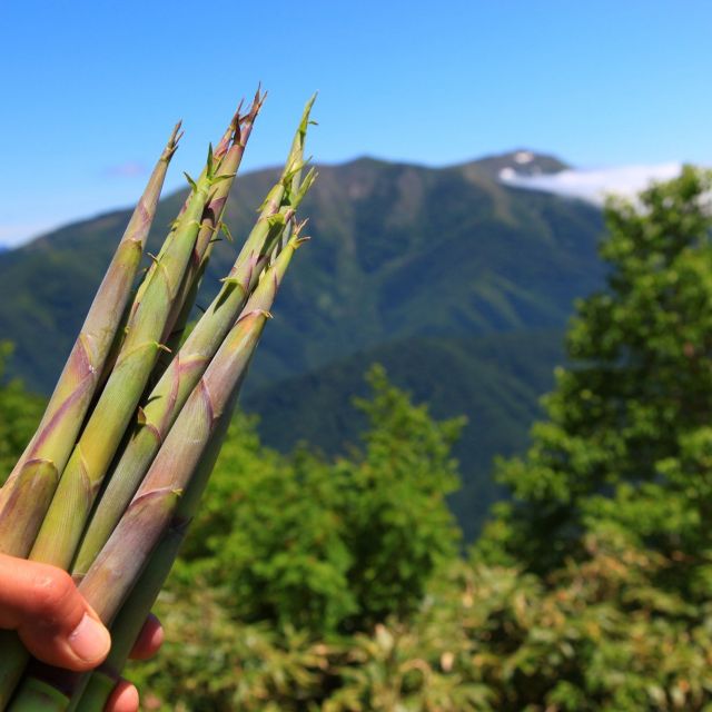 山たけのこ山菜ウィーク2025