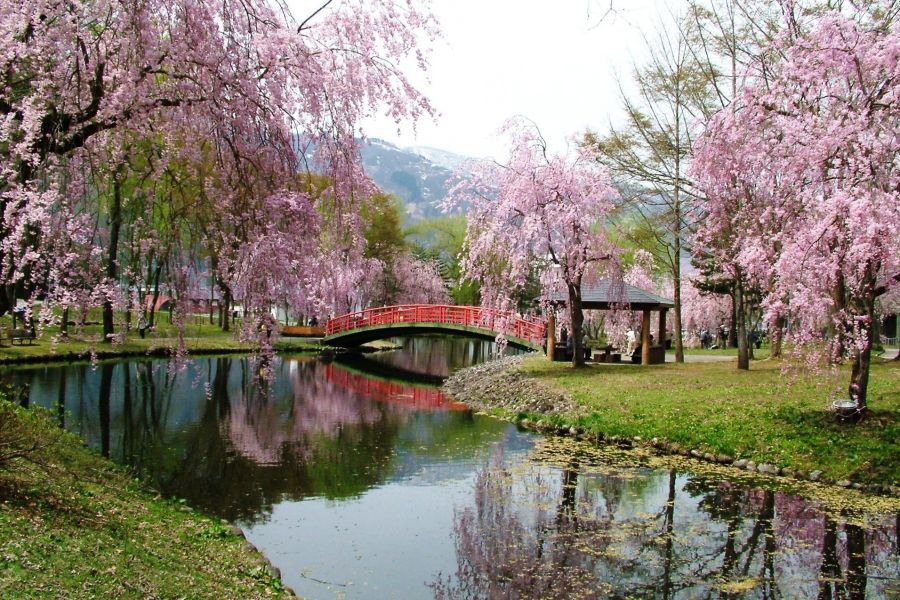 湯沢中央公園の桜