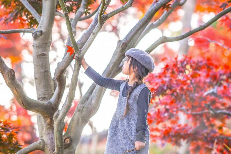 国府もみじ園