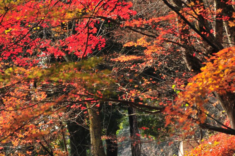 船岡公園の紅葉