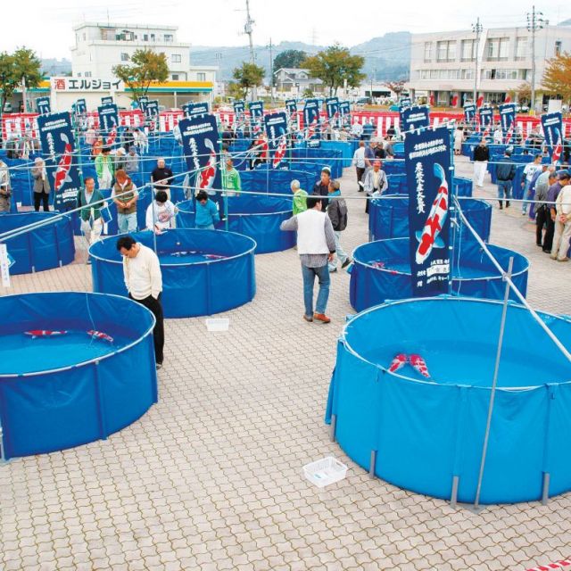 新潟県錦鯉品評会
