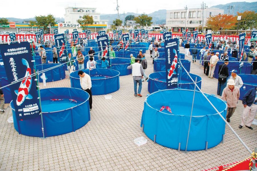 新潟県錦鯉品評会