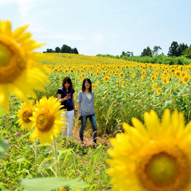 山本山菜の花畑／ひまわり畑