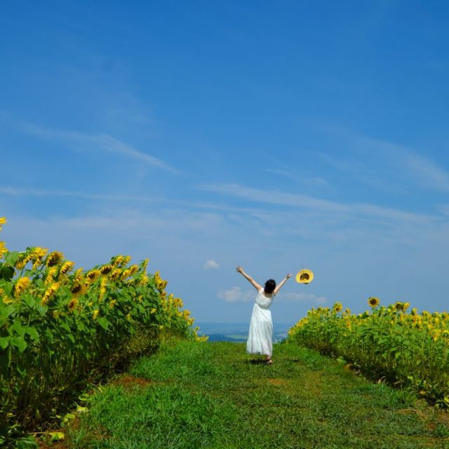おすすめ花畑 24選 旅のテーマで探す 公式 新潟県のおすすめ観光 旅行情報 にいがた観光ナビ