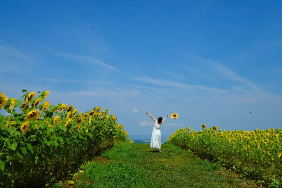 山本山ひまわり畑(沢山ポケットパーク)