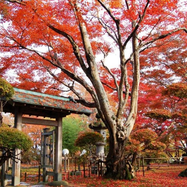 蔵見学と紅葉 もみじ園ミニツアー