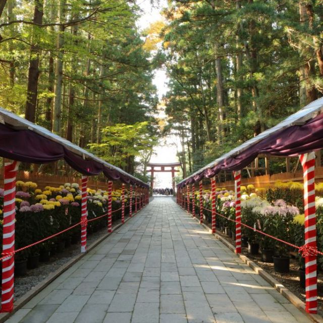 日本最大級の菊まつりと色鮮やかな紅葉を楽しむ！1泊2日 弥彦の旅 