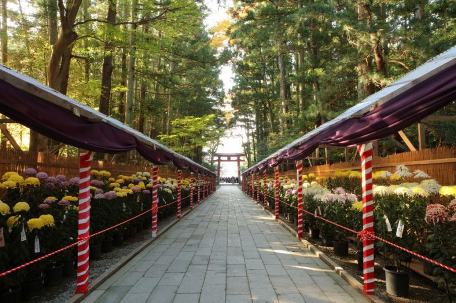 日本最大級の菊まつりと色鮮やかな紅葉を楽しむ！1泊2日 弥彦の旅 