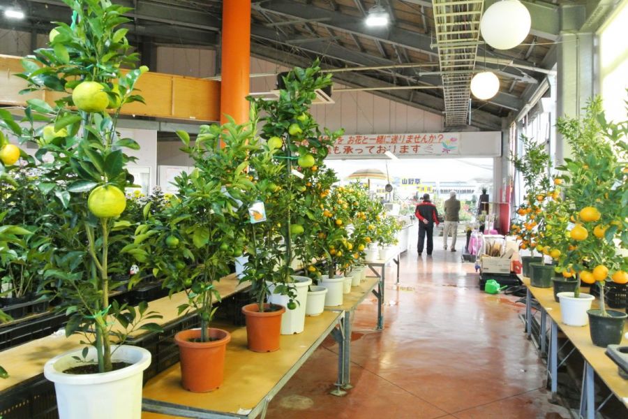 道の駅 花夢里にいつ 新潟の観光スポット 公式 新潟県のおすすめ観光 旅行情報 にいがた観光ナビ