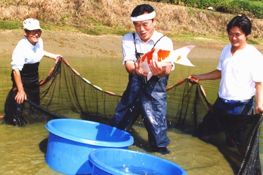 養鯉池から鯉を上げる様子