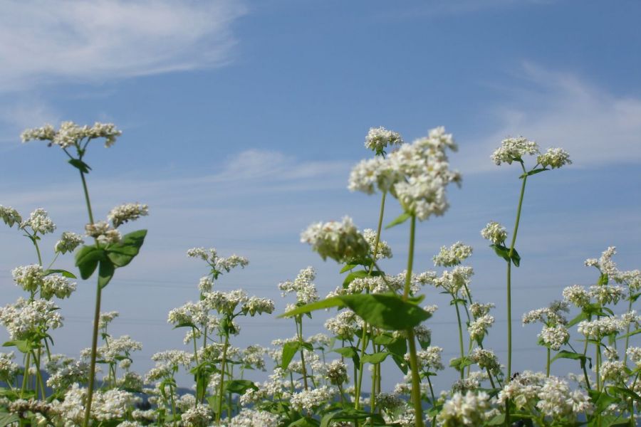 そばの花