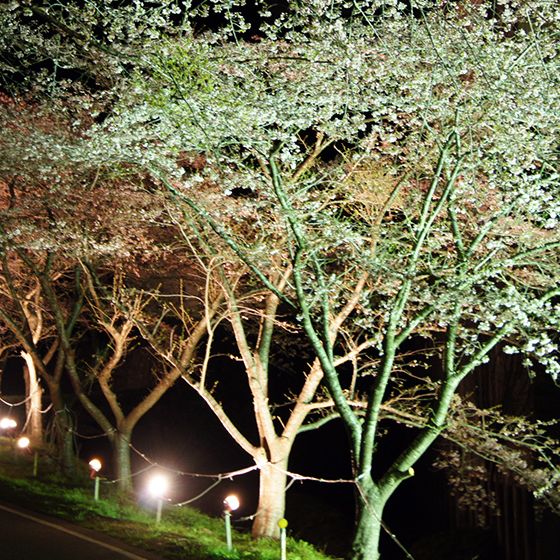 佐渡金山 桜並木ライトアップ