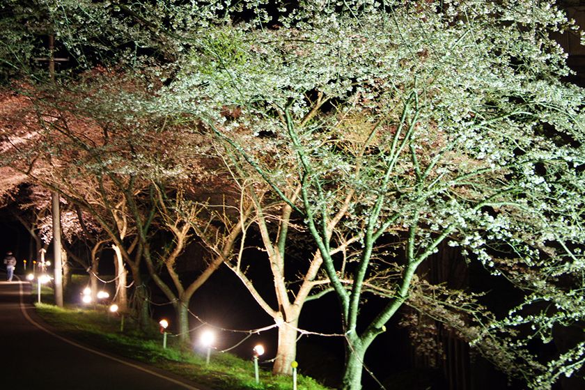 佐渡金山 桜並木ライトアップ