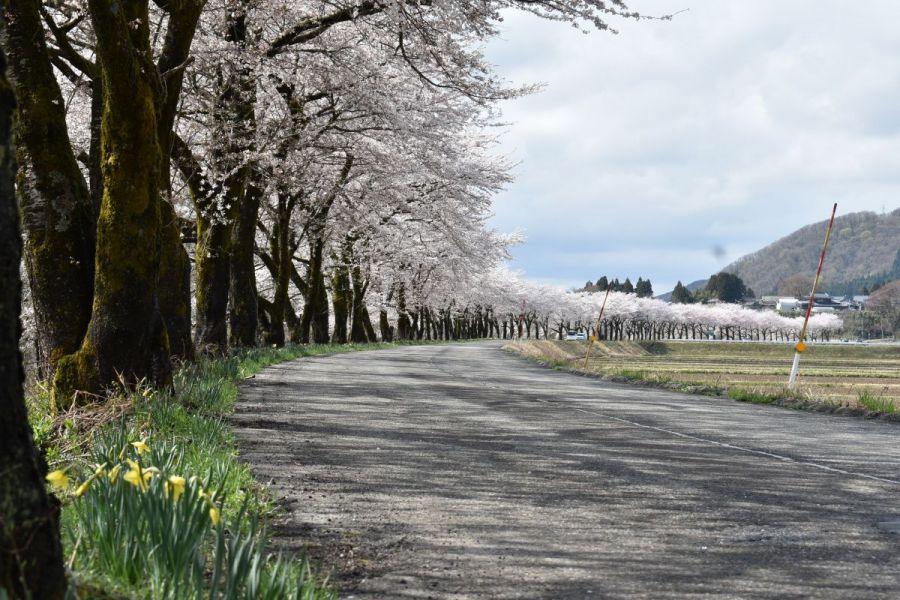 胎内川河川敷千本桜