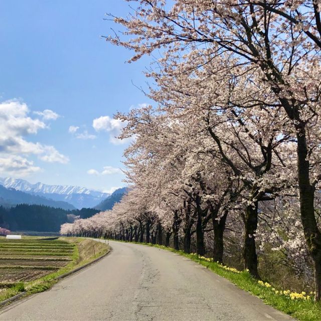 胎内川河川敷千本桜