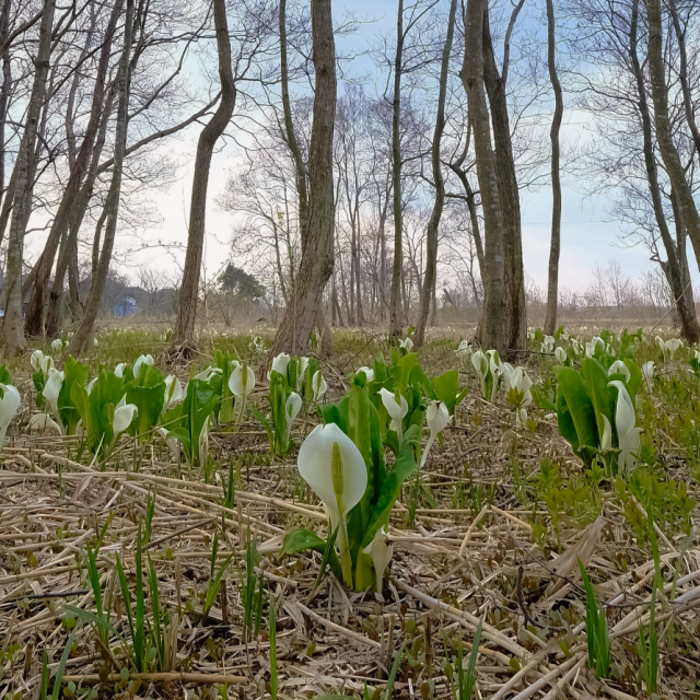 地本ミズバショウ（水芭蕉）