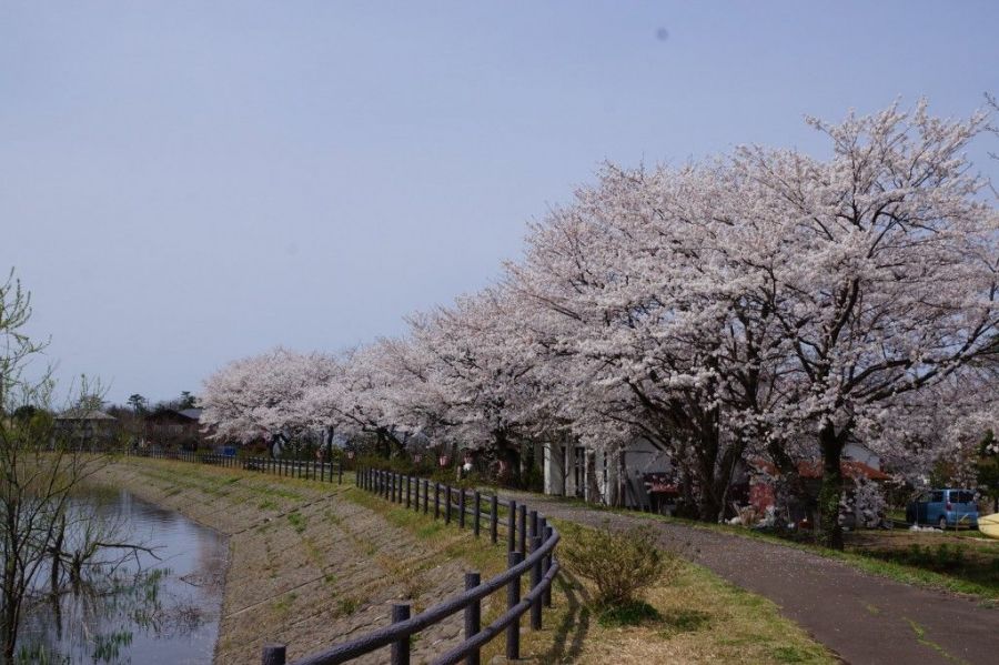 春には湖畔に桜が咲き乱れる