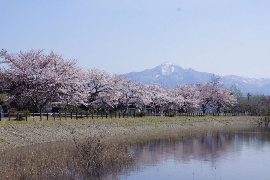 遠く米山を望み桜を楽しむ