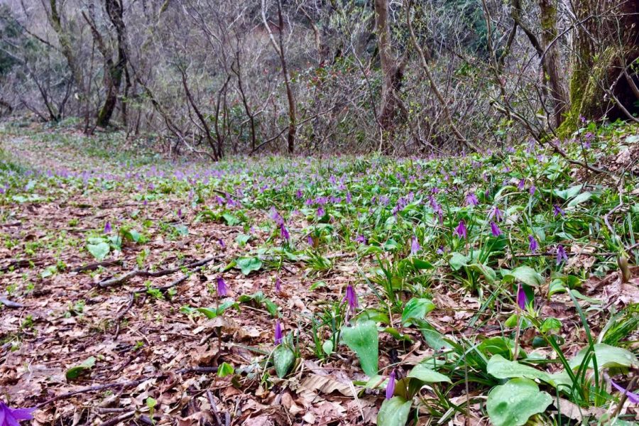 胎内市持倉　カタクリ群生地