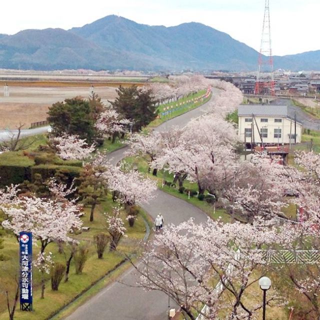大河津分水桜並木